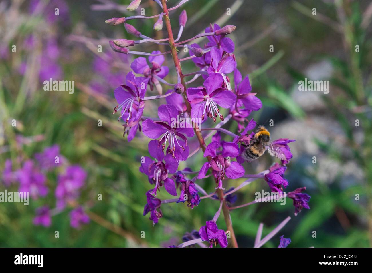 Fleurs sauvages de montagne prises en Andorre Banque D'Images