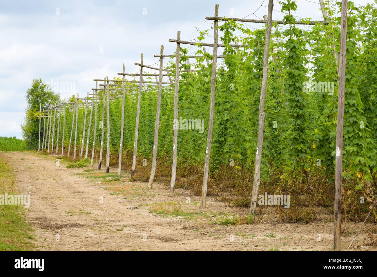 Hop Garden dans le Kent, Angleterre - Hop vignes qui grandissent de hauts bâtons de châtaignier Banque D'Images