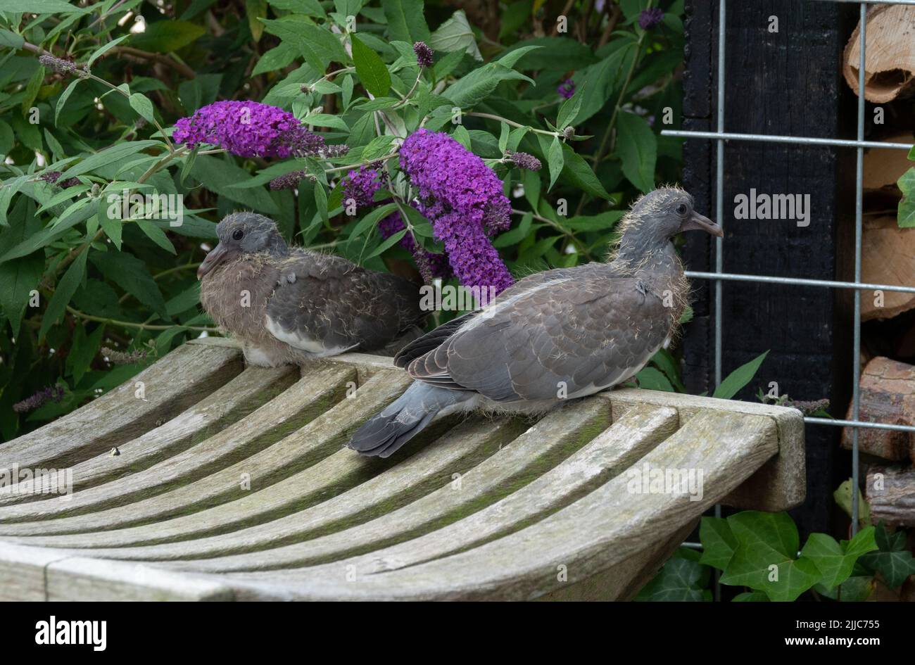 deux jeunes pigeons sur un banc en bois et des fleurs roses comme arrière-plan dans un jardin Banque D'Images