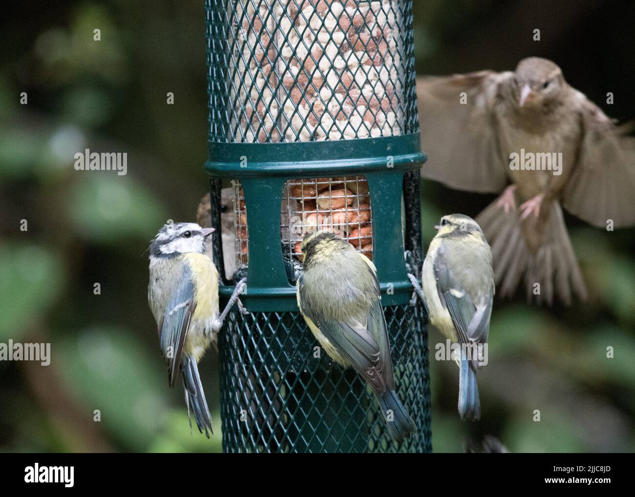 Oiseaux sur un mangeoire à oiseaux de jardin Banque D'Images