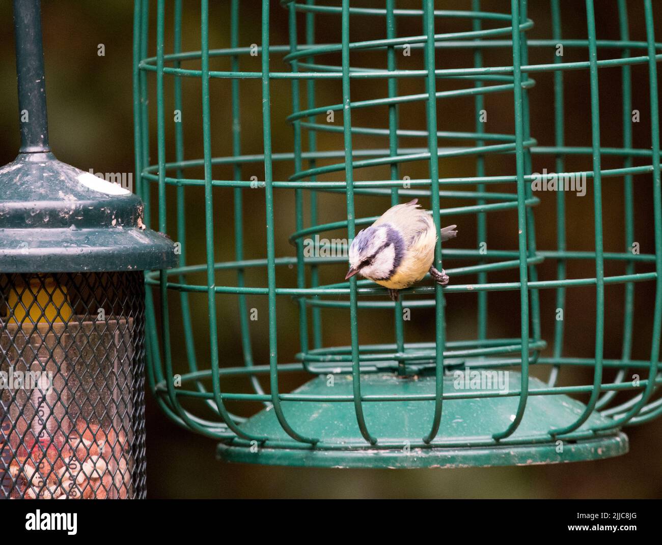 Tit bleu sur un mangeoire à oiseaux de jardin vide Banque D'Images