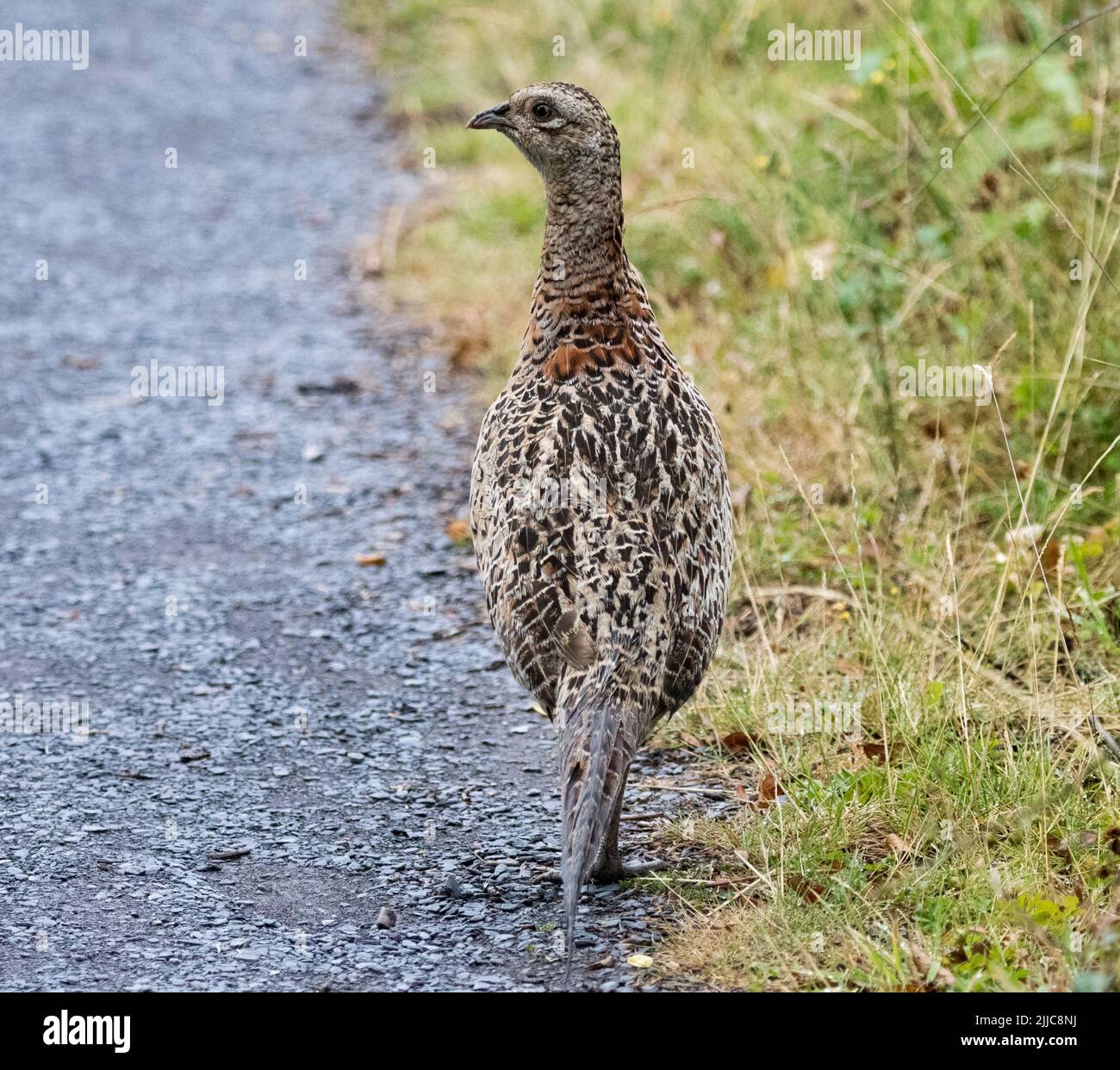 Faisan femelle (Phasianus colchicus) Banque D'Images