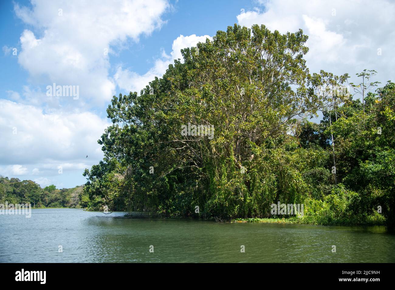Les îles de l'île Monkey dans le canal de Panama Banque D'Images