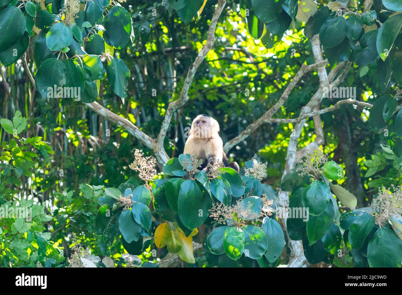 Un singe capucin blanc perché sur un arbre à l'île Monkey, au Panama Banque D'Images