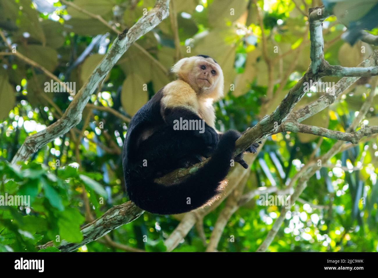 Un singe capucin blanc perché sur un arbre à l'île Monkey, au Panama Banque D'Images