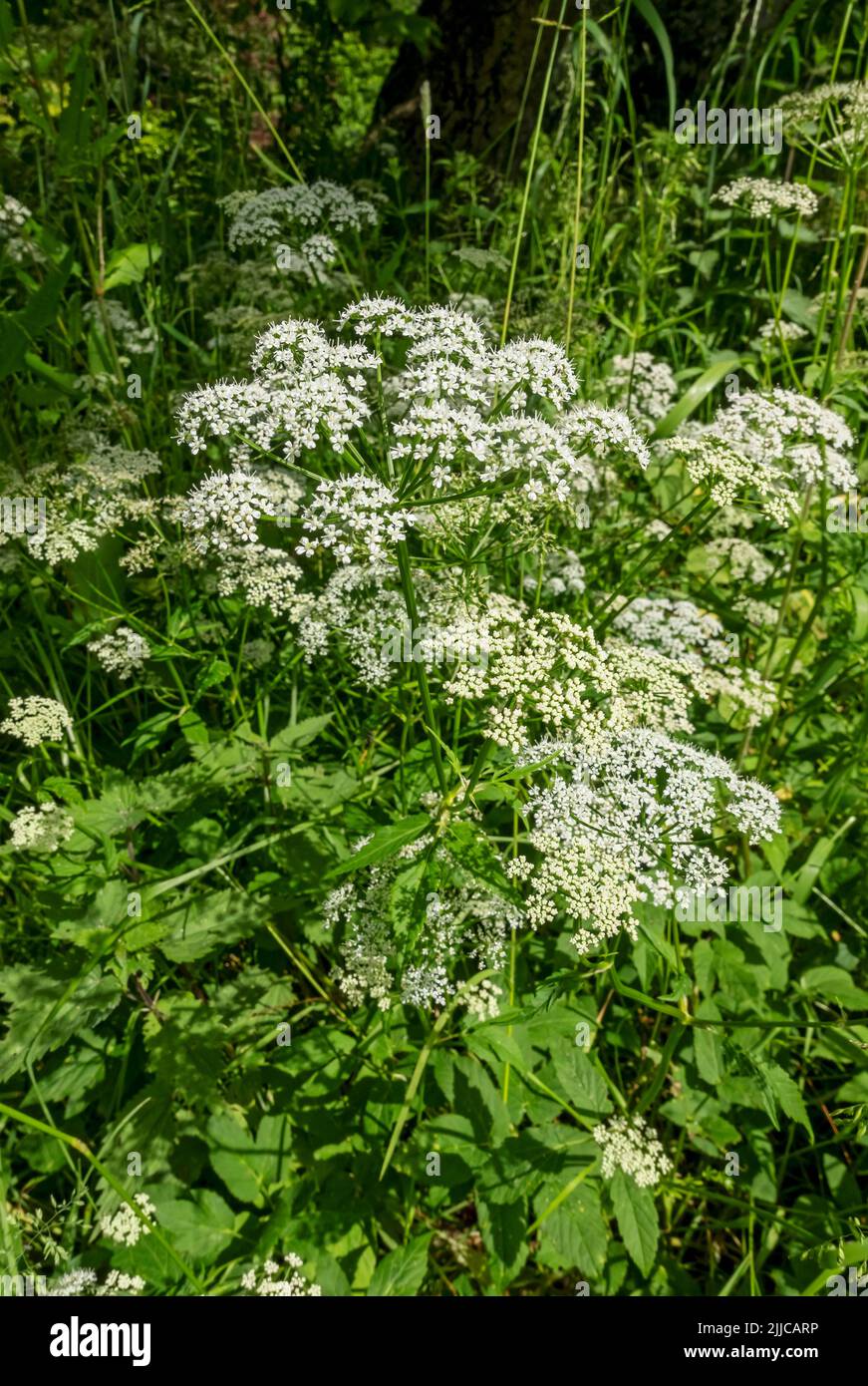 Gros plan de blanc anthriscus sylvestris vache persil fleurs sauvages fleur floraison dans la prairie d'été Angleterre Royaume-Uni GB Grande-Bretagne Banque D'Images
