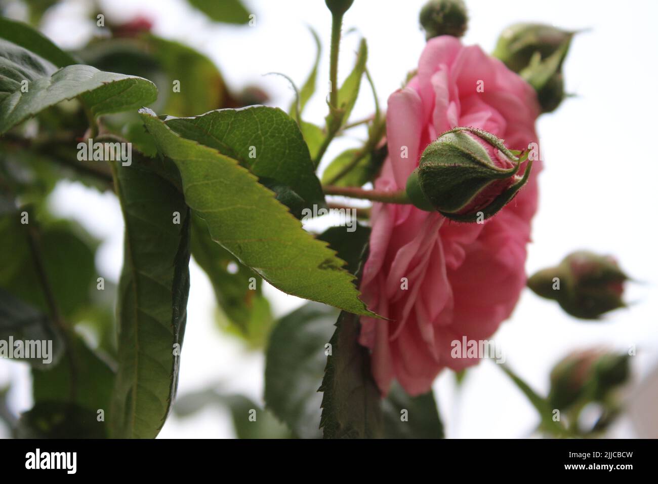 Inflorescence de rose. Photographie de la Reine des fleurs. Un arbre broussaillé aux fleurs roses. Les Rosebuds sont entourés de feuilles vertes. Roses épineuses. Banque D'Images