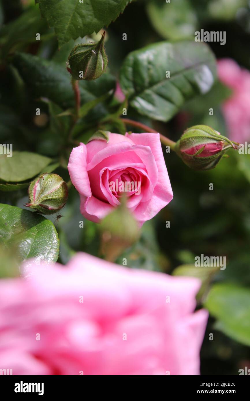 Roses en gros plan. Photographie de la Reine des fleurs. Un arbre broussaillé aux fleurs roses. Les Rosebuds sont entourés de feuilles vertes. Usine de thorny. Banque D'Images
