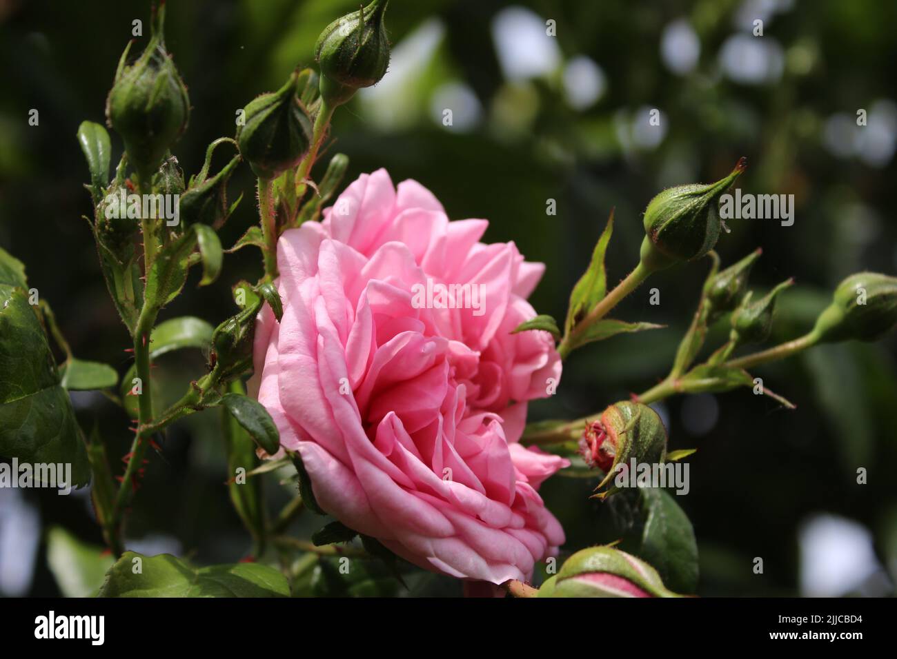 Inflorescence de rose. Photographie de la Reine des fleurs. Un arbre broussaillé aux fleurs roses. Les Rosebuds sont entourés de feuilles vertes. Roses épineuses. Banque D'Images