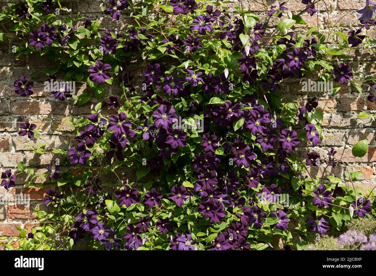 Gros plan de violet foncé grimpant grimpeur clematis Jackmanii fleurs fleuries sur un mur dans le jardin été Angleterre Royaume-Uni Grande-Bretagne Banque D'Images
