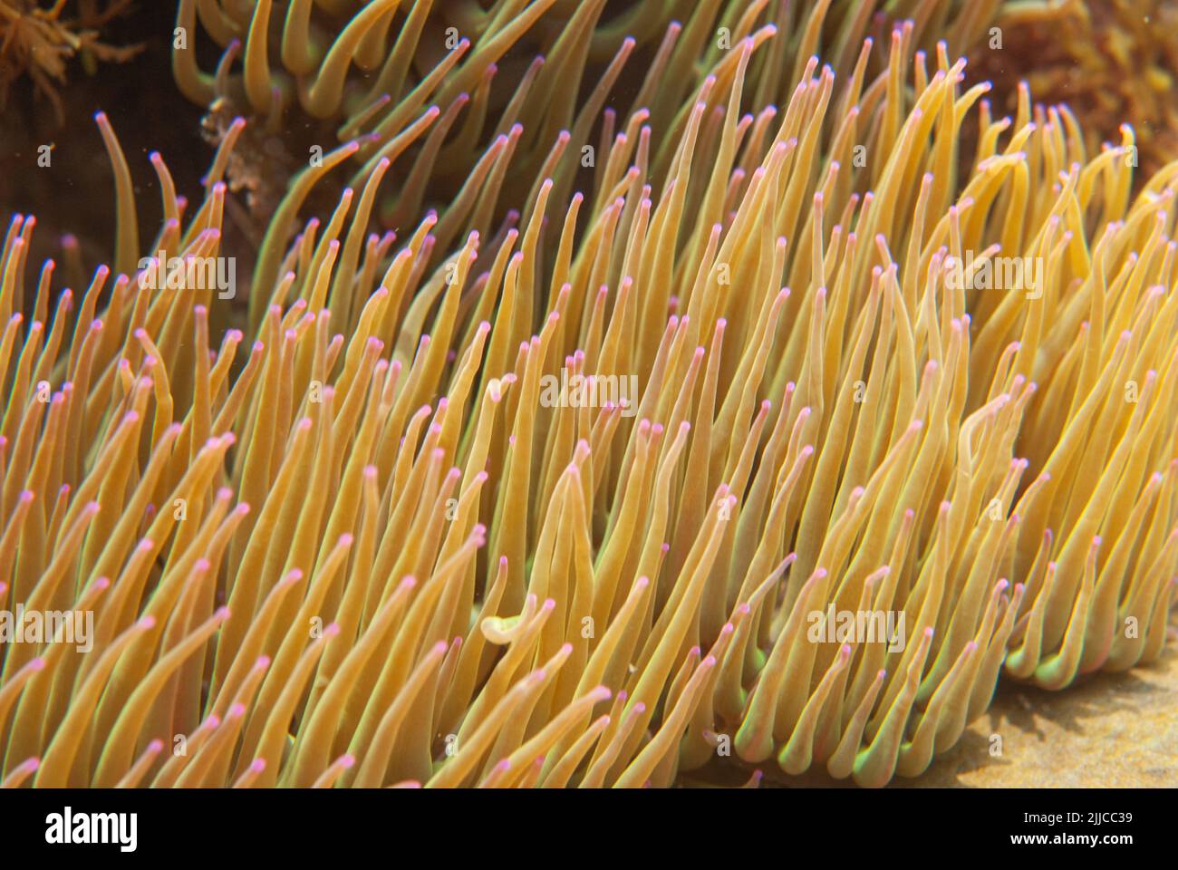 Snakelock (Anemonia viridis) Banque D'Images