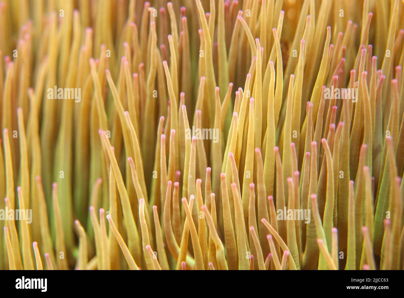 Snakelock (Anemonia viridis) Banque D'Images
