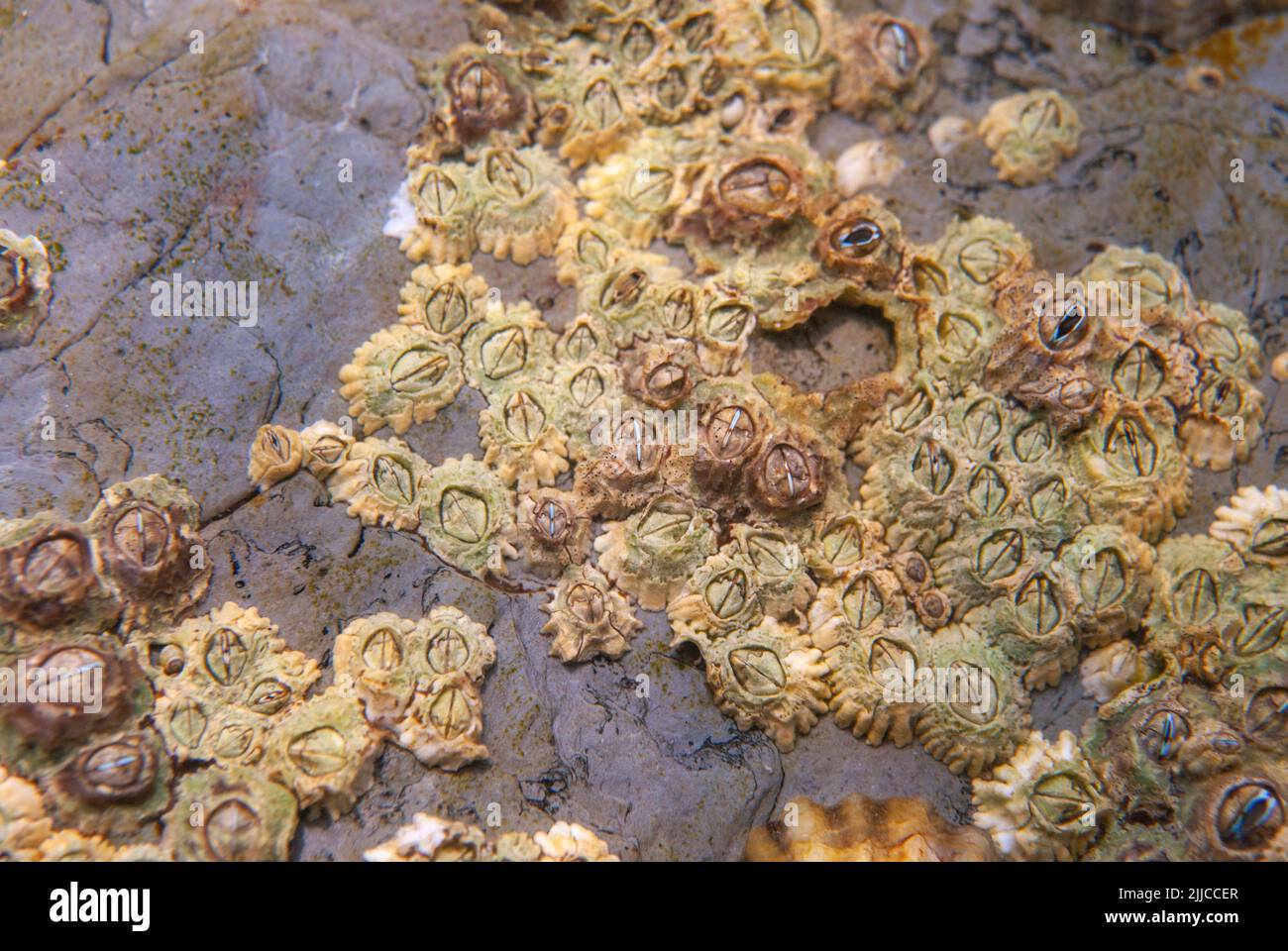 Barnacle rocailleux (Semibalanus balanoides). Photographié sous l'eau à Pembrokeshire, au pays de Galles, au Royaume-Uni Banque D'Images