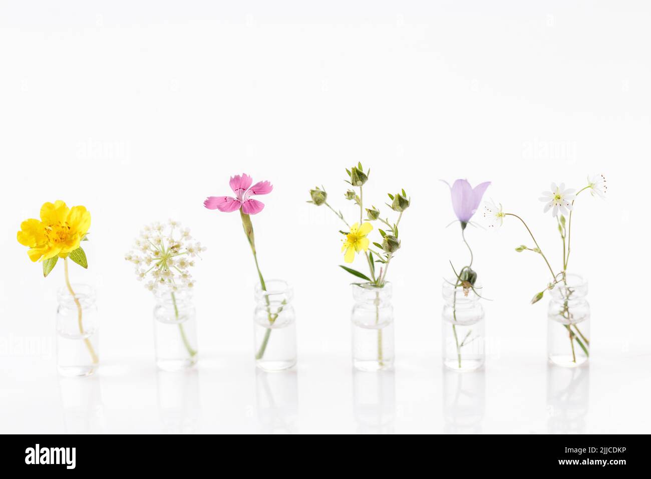 Différentes fleurs de guérison dans de petites bouteilles de verre sur fond blanc Banque D'Images