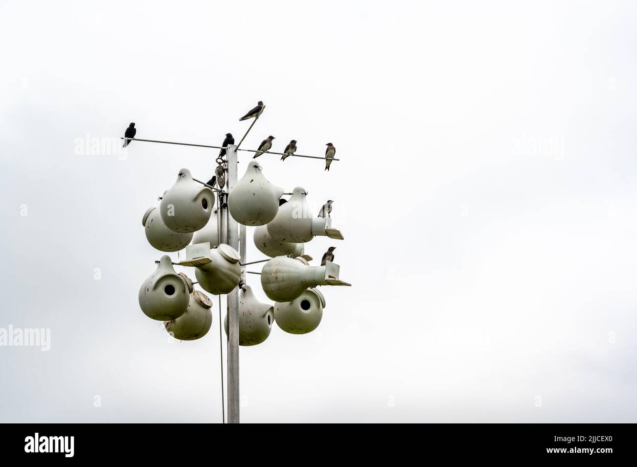 Regroupement d'oiseaux mauves perchés sur une maison de nidification en hauteur. Banque D'Images