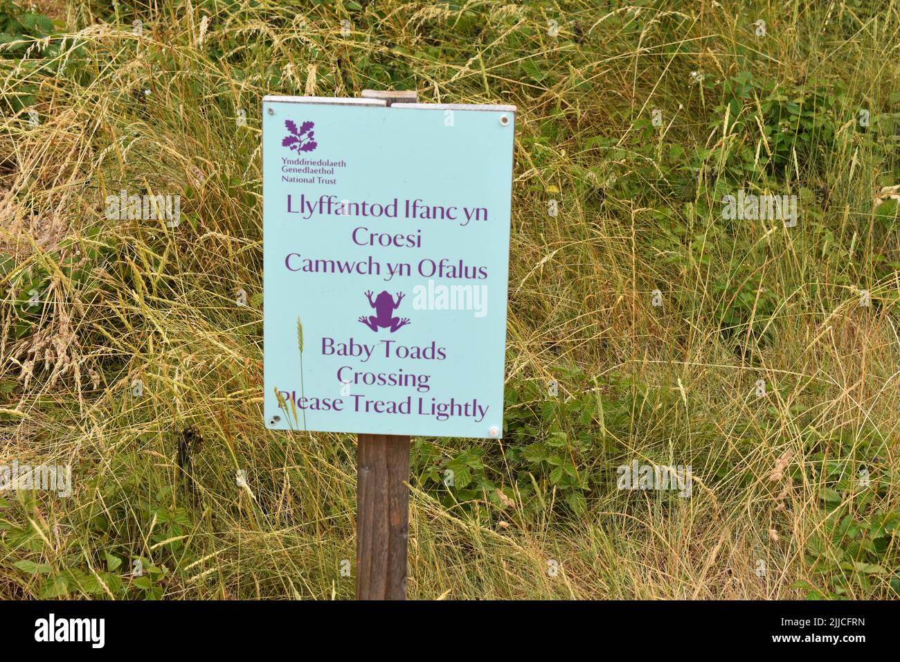 Baby Toads Crossing Please Tread Lightly Sign, Bosherston, Stackpole, Pembrokeshire, pays de Galles Banque D'Images