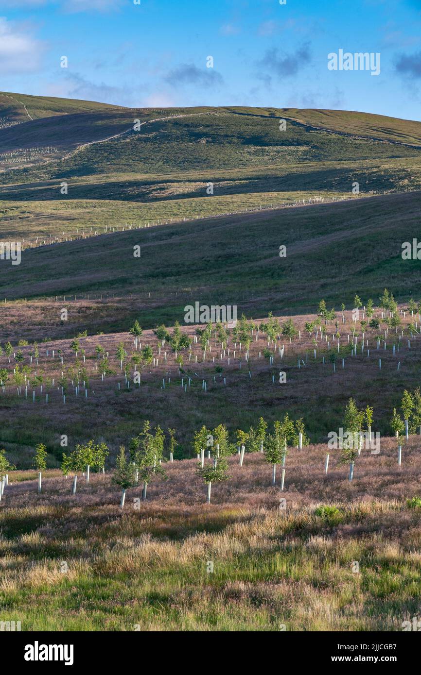 Arbres plantés sur des landes dans les Yorkshire Dales dans le cadre de projets environnementaux. Cumbria, Royaume-Uni. Banque D'Images