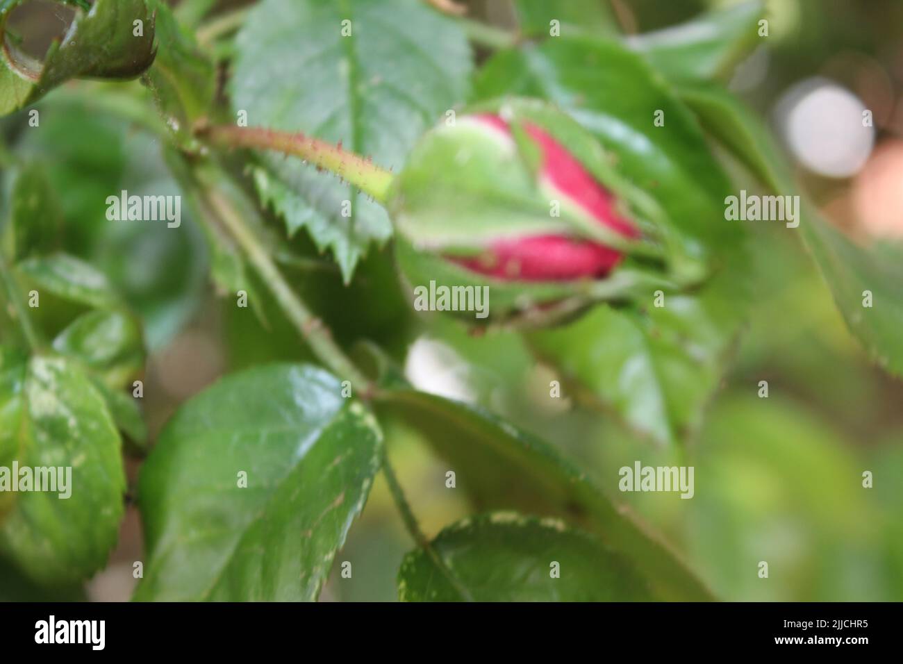 Macrophotographie par inflorescence de rose. L'été s'épanouit en gros plan. Roses roses dans le jardin. Pétales de fleurs roses. Arrière-plan vert. Feuillages luxuriants. Bague. Banque D'Images