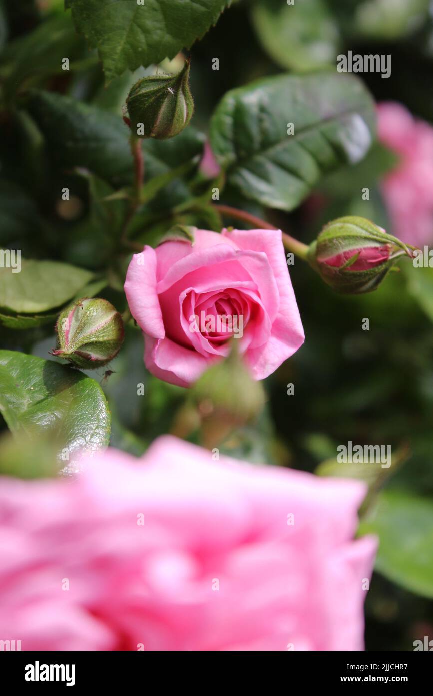 Macrophotographie par inflorescence de rose. L'été s'épanouit en gros plan. Roses roses dans le jardin. Pétales de fleurs roses. Arrière-plan vert. Feuillages luxuriants. Bague. Banque D'Images