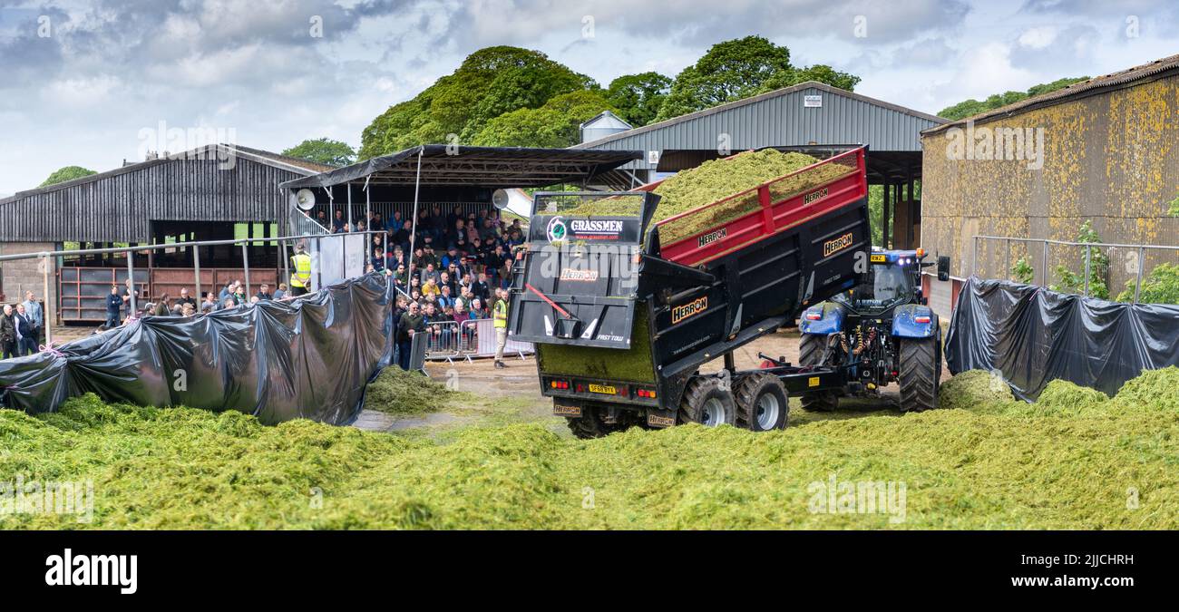 Un tracteur et une remorque qui renversent l'herbe récoltée dans une fosse d'ensilage d'une exploitation laitière, Dumfries, Écosse, Royaume-Uni. Banque D'Images