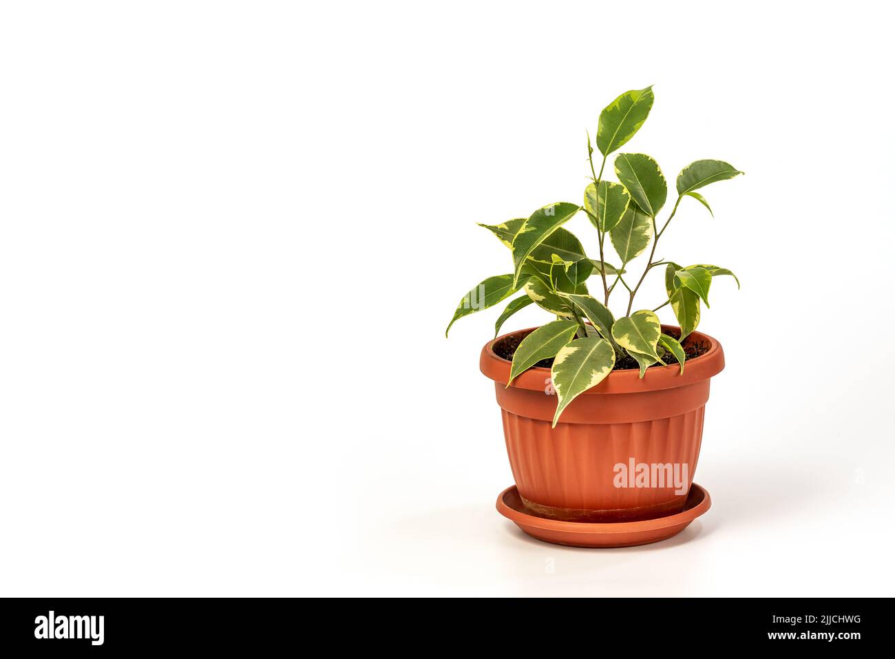 Ficus benjamina dans pot. Figue de pleurerie, figue de benjamin, arbre de ficus isolé sur fond blanc Banque D'Images