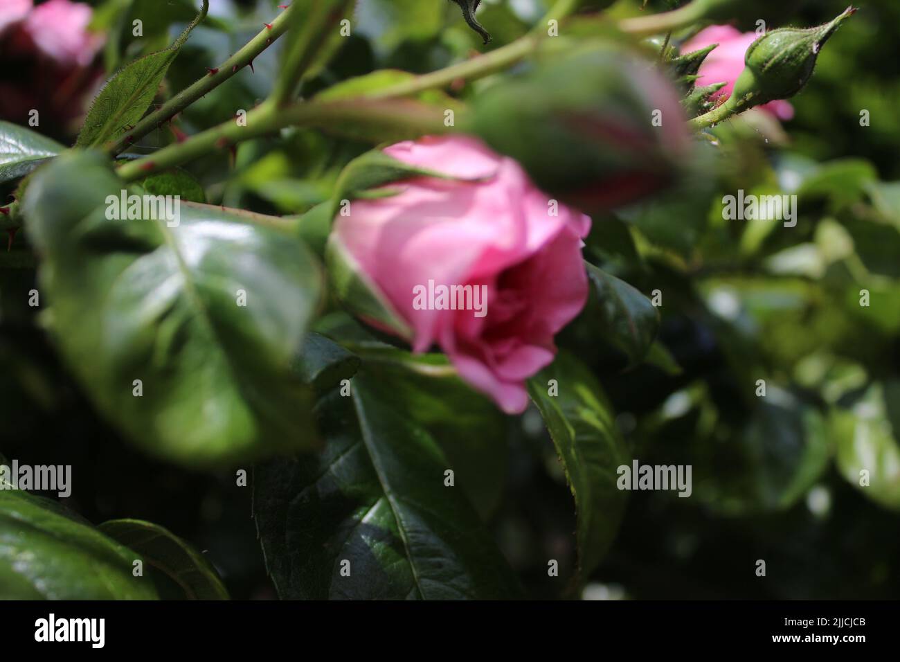 Rosebuds en gros plan. Photographie de fleurs roses. Image d'arrière-plan verte. Lumière du jour. Feuillage luxuriant. Rosier bushy. Une incroyable illustration naturelle. Frais. Banque D'Images