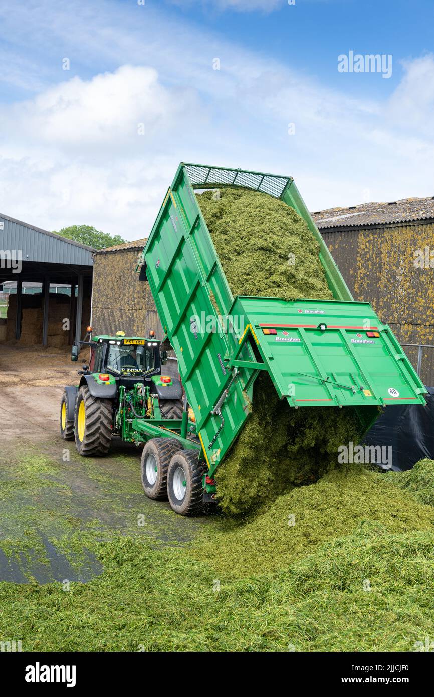 Un tracteur et une remorque qui renversent l'herbe récoltée dans une fosse d'ensilage d'une exploitation laitière, Dumfries, Écosse, Royaume-Uni. Banque D'Images