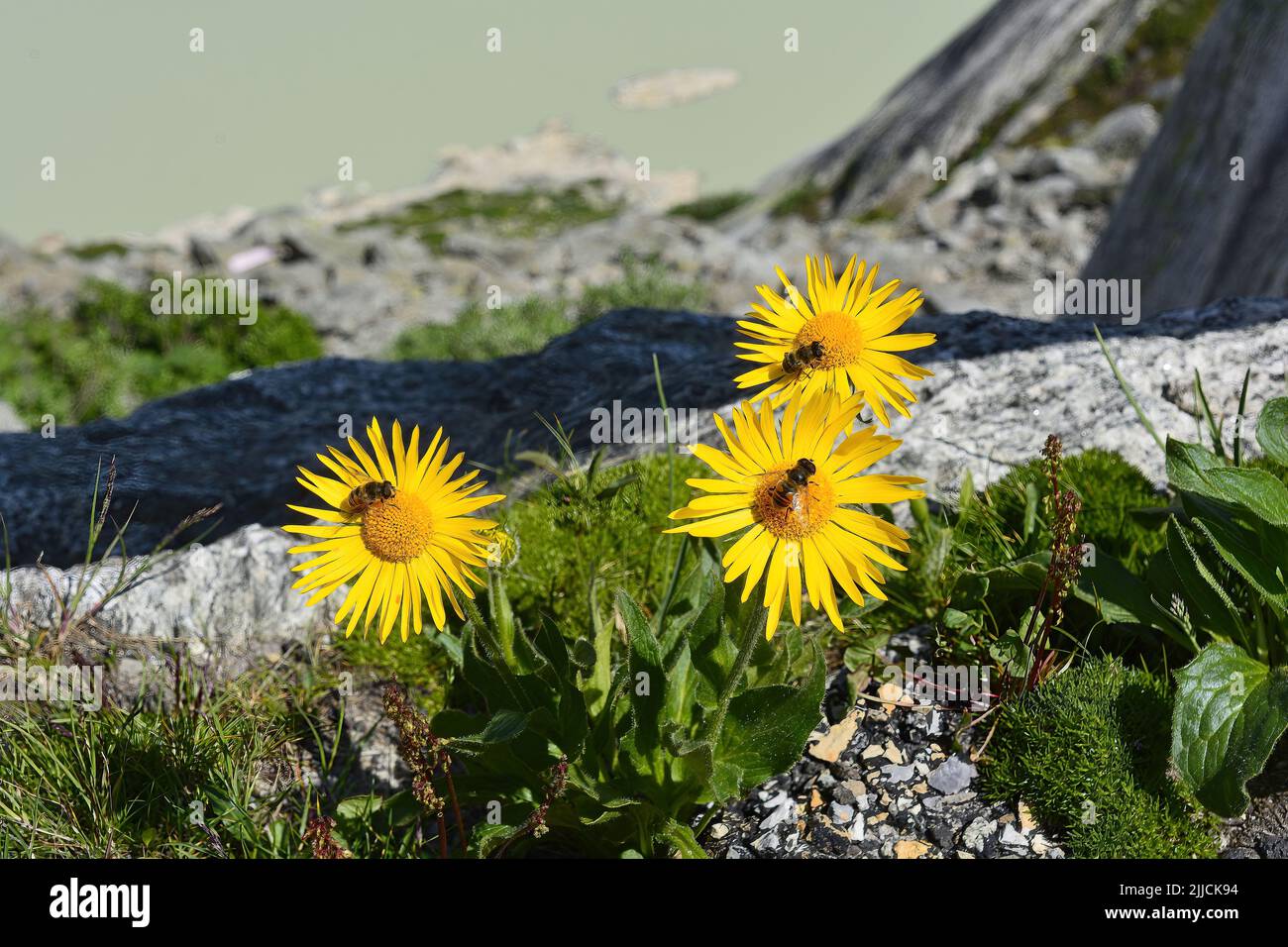 Trois abeilles collectant le pollen des fleurs arnica de montagne Banque D'Images