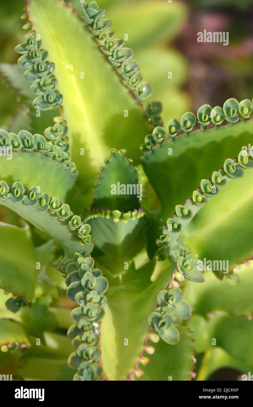 Mère de milliers/Alligator Plant (Kalanchoe Daigremontiana) plante succulente dans le jardin du domaine de Wingfield à St Kitts & Nevis, dans les Caraïbes. Banque D'Images