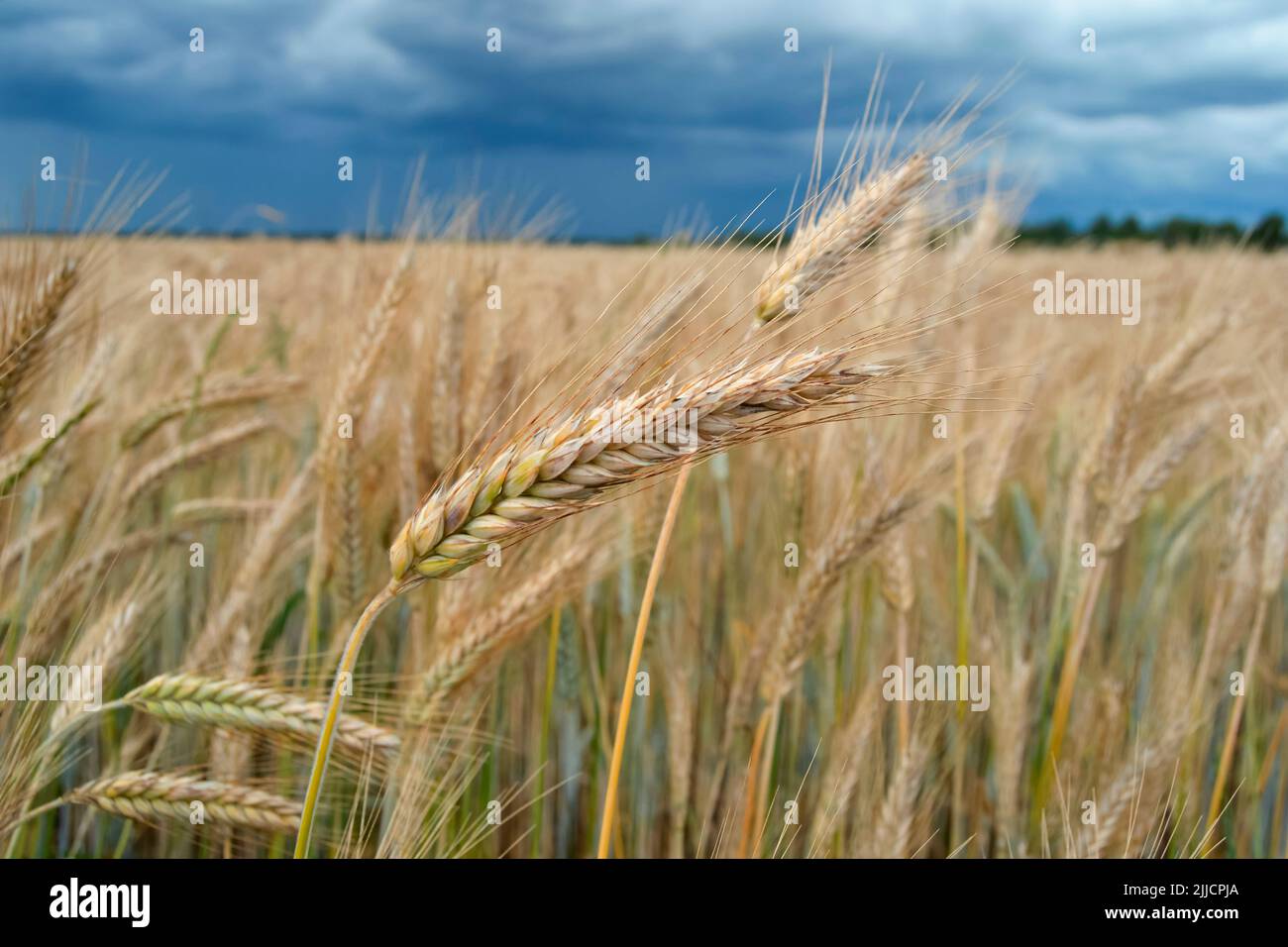 Champ de blé le mois de juillet avant la récolte. Paysage agricole avec champ de blé et nuages de tempête dans le ciel. Des nuages bleus puissants avant une tempête sur le terrain Banque D'Images