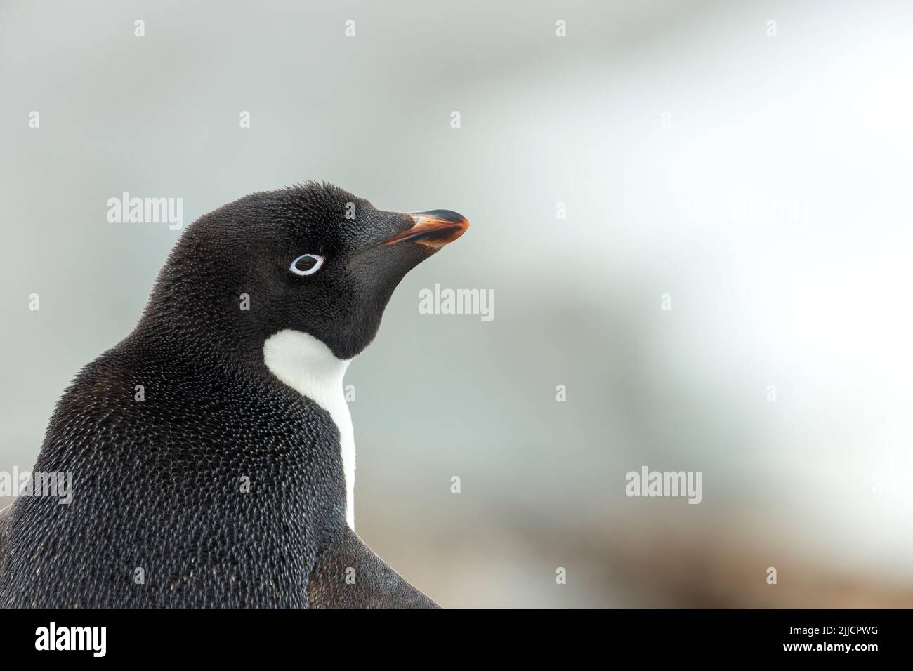 Adelie Penguin Pygoscelis adeliae, adulte, profil de tête, Ile Petermann, Antarctique en janvier. Banque D'Images