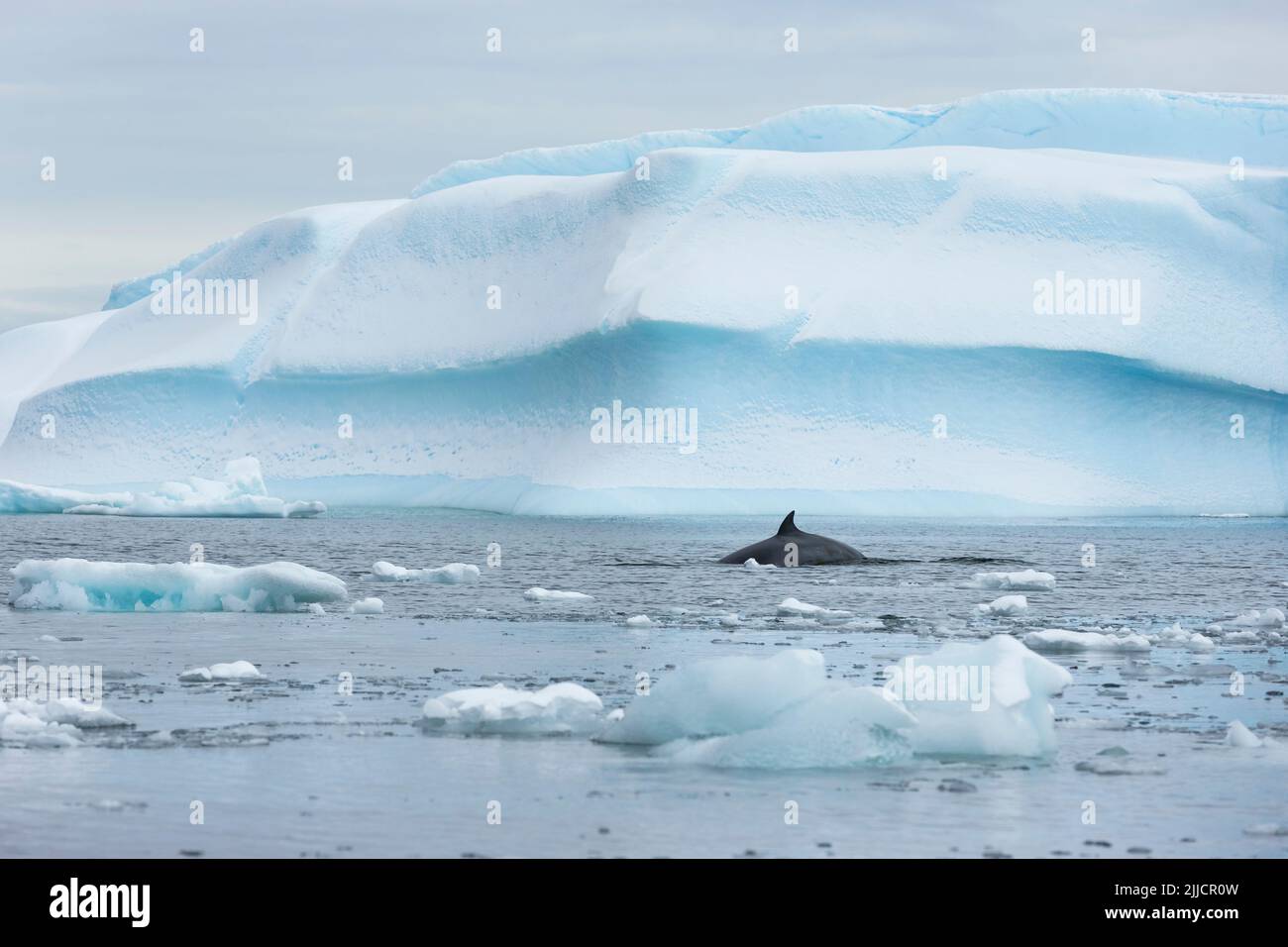 Rorqual miné de l'Antarctique Balaenoptera bonaerensis, nageant devant l'iceberg, Cierva Cove, Antarctique en janvier. Banque D'Images