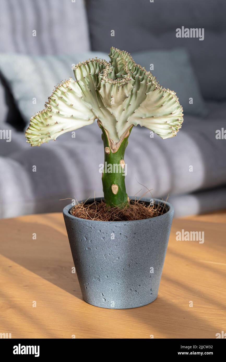 Plante de cactus de corail (Euphorbia lactea Cristata, queue de sirène) Banque D'Images