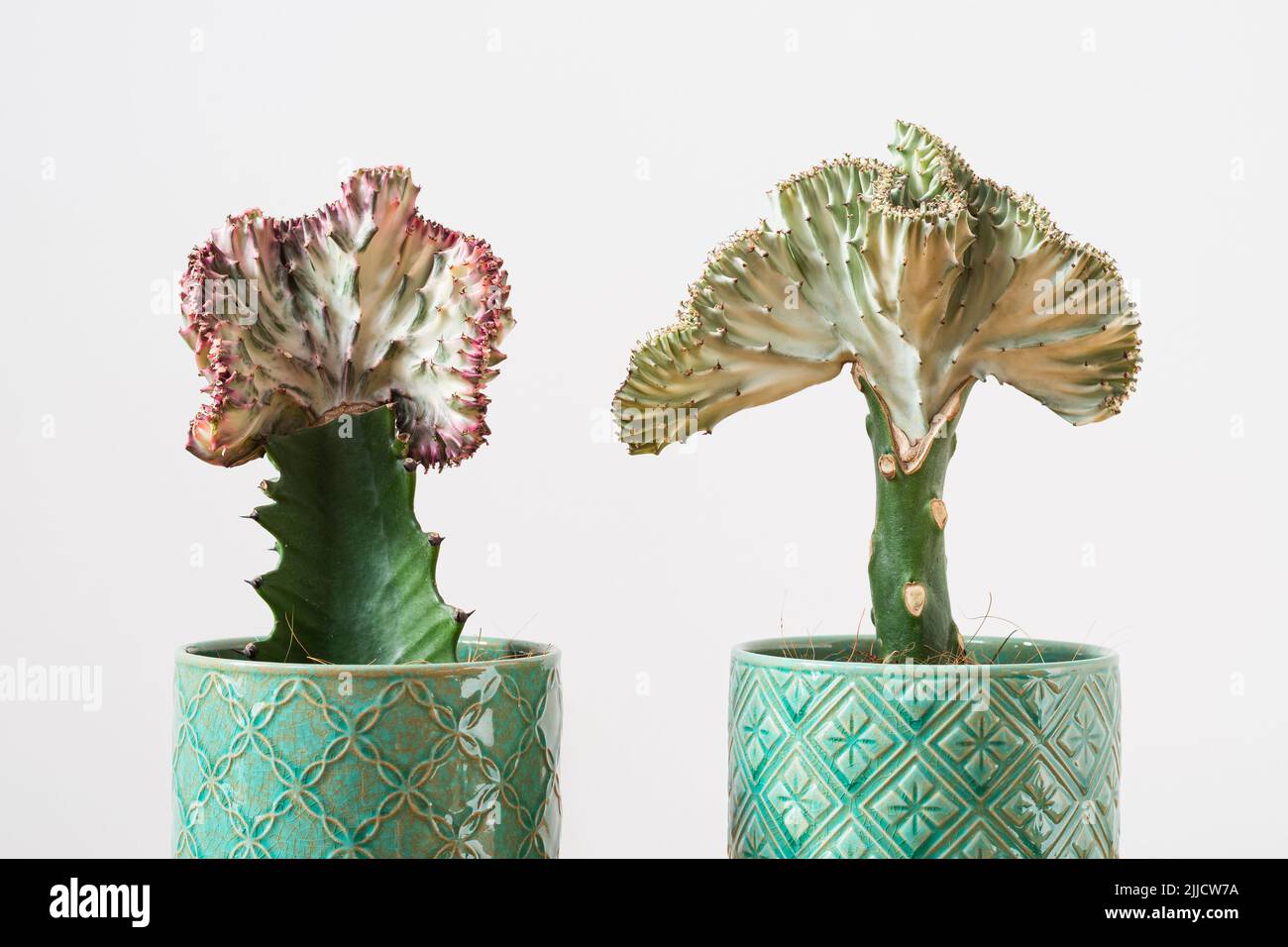 Cactus de corail (Euphorbia lactea Cristata, queue de sirène) plantes sur  fond blanc Photo Stock - Alamy