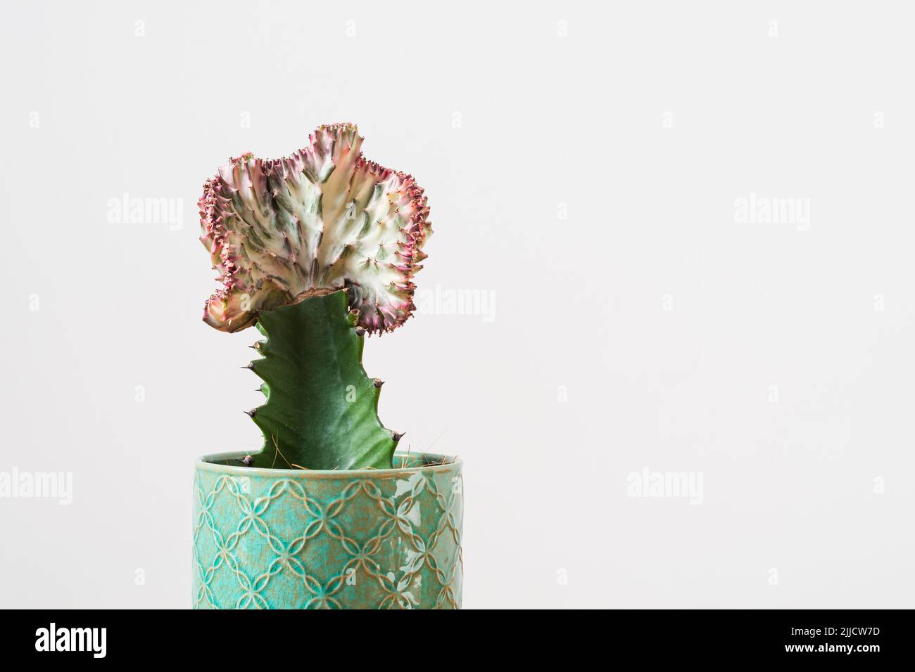 Le cactus de corail (Euphorbia lactea Cristata, queue de sirène) plante sur fond blanc Banque D'Images