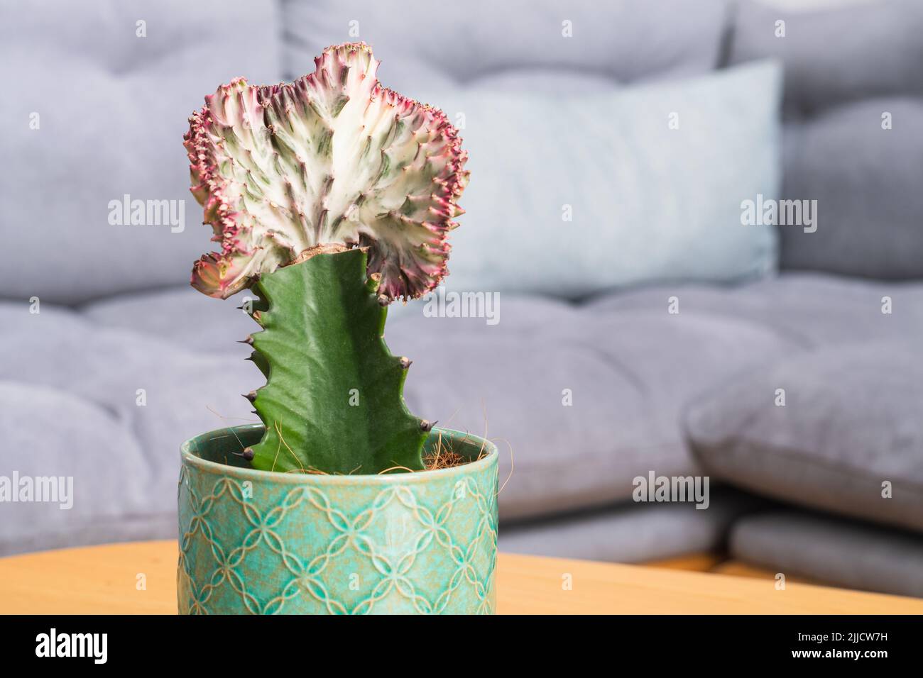 Cactus de corail (Euphorbia lactea Cristata, queue de sirène) détail de  plante Photo Stock - Alamy