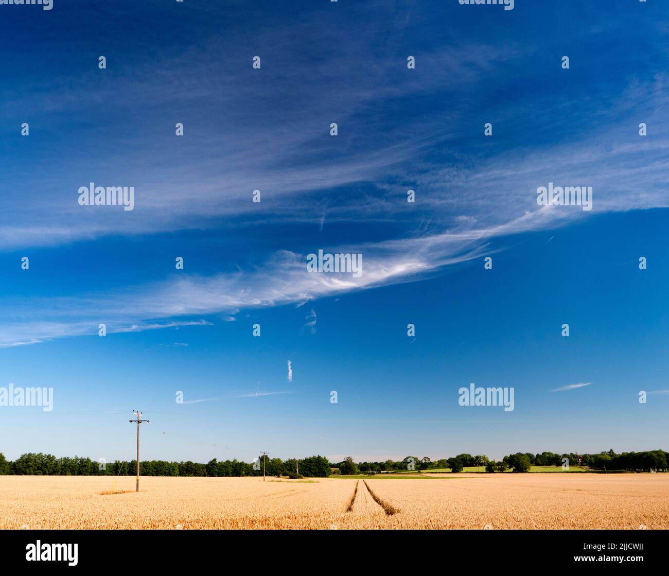 Voici un champ de blé presque mûr de Radley Collage, qui attend les tendres miséricorde de la moissonneuse-batteuse. Une passerelle de droit commun divise le champ Banque D'Images