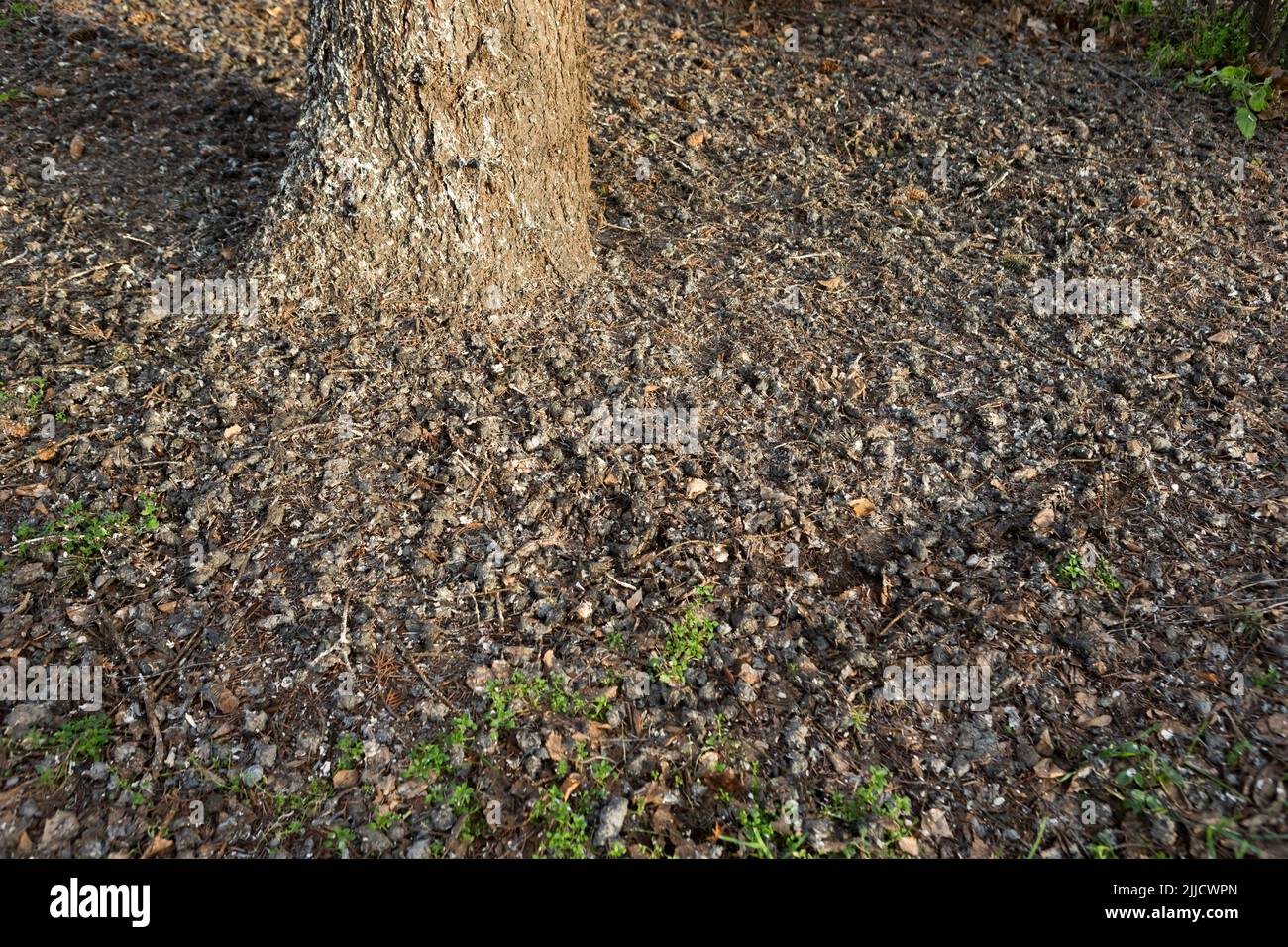 Hibou à longues oreilles ASIO otus, pellets sous le site de la roost, Kiskunfélegyháza, Hongrie, février Banque D'Images