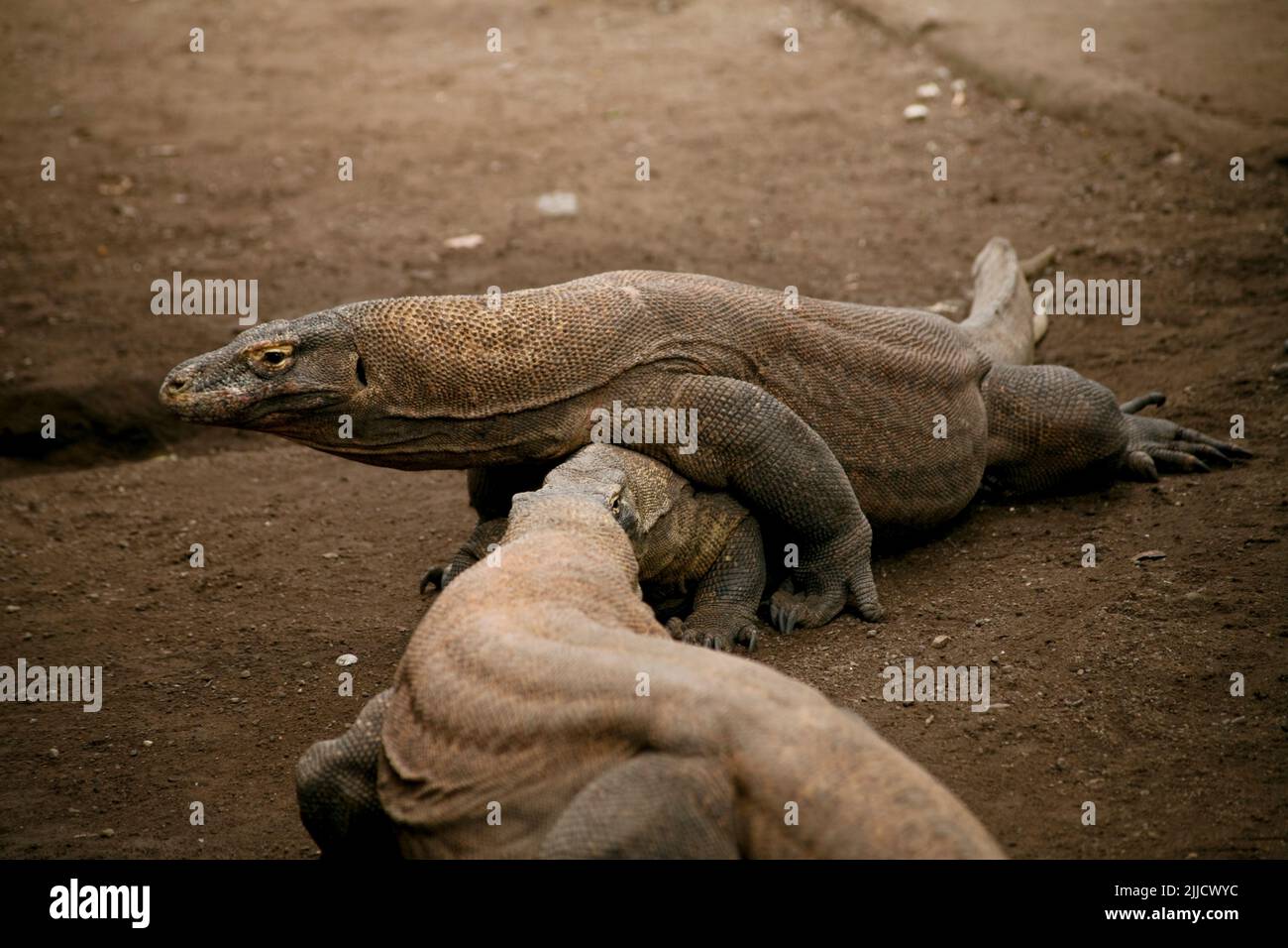 Komodo ou lézard dragon dans le zoo Banque D'Images