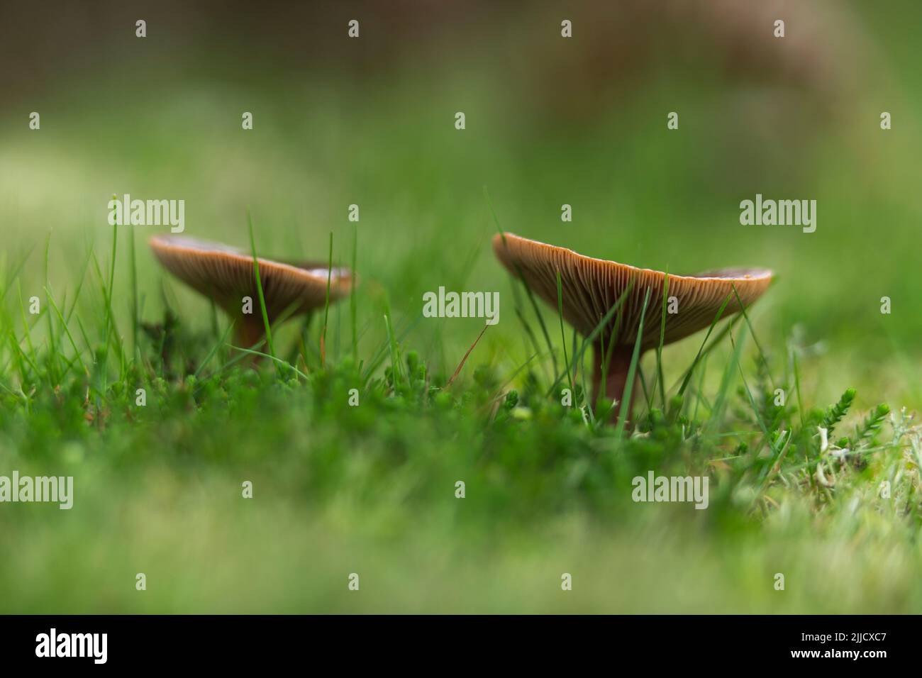 Laque à lait, Lactarius rufus, croissant dans les bois de pin parmi les mousses, lichen et herbe, Brownsea Island, Dorset, Royaume-Uni en octobre. Banque D'Images