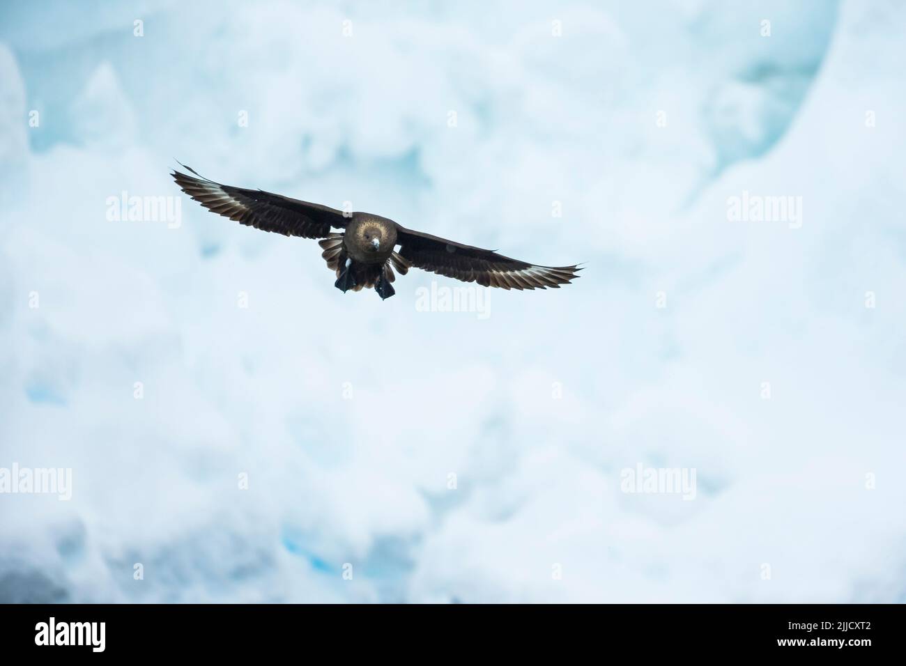 skua Stercorarius maccormicki, en vol devant l'iceberg, île de Cuverville, Antarctique, en janvier. Banque D'Images