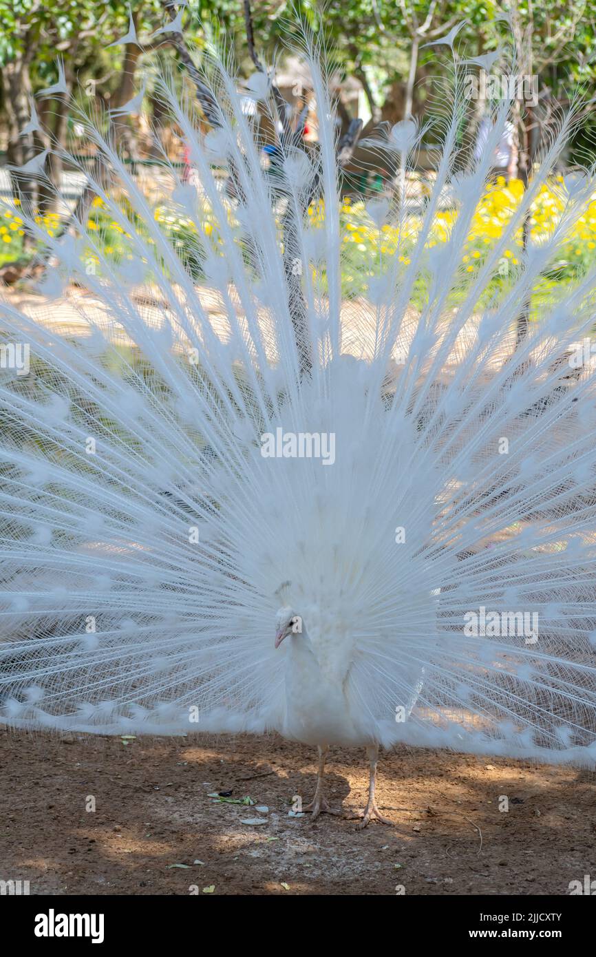 Paon blanc avec ses plumes de queue largement ouvertes Banque D'Images