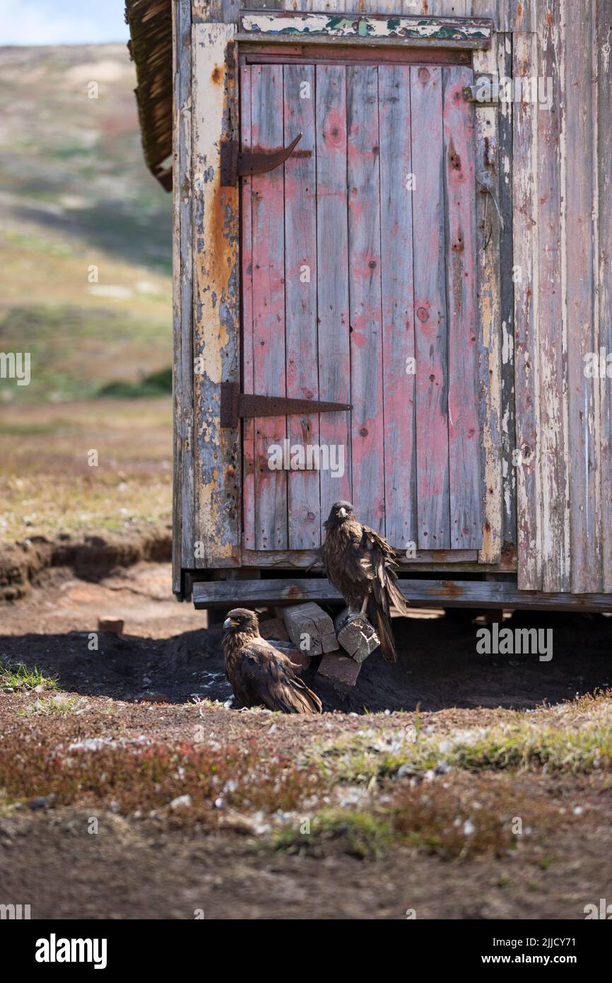 Caracacara Phalcoboenus australis striée, deux adultes assis à côté de hutte, Nouvelle île, îles Falkland en décembre. Banque D'Images