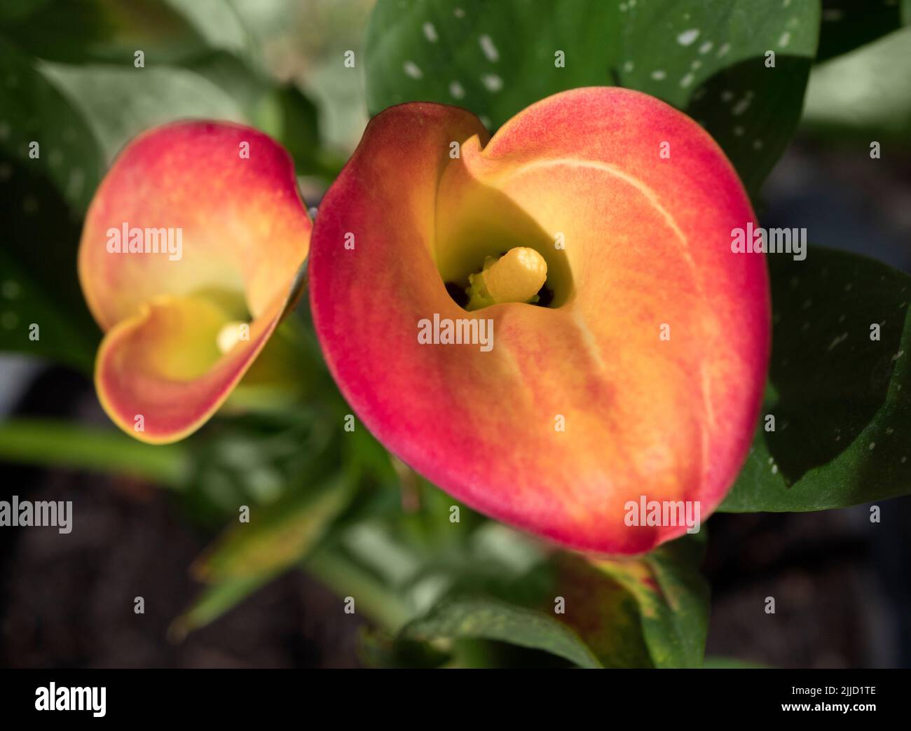 Calla Lily (arum de tourbière, calla de marais, cala sauvage, griffe de squaw, et arum d'eau favorise tourbière, marais, étangs et lieux humides; il est des régions tempérées indigènes o Banque D'Images