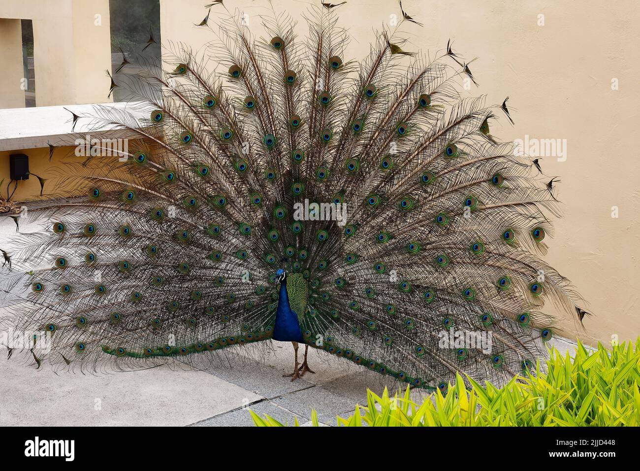 Portrait peacock, vue de face complète, plumes de queue étalés en grand ventilateur, oiseau coloré, chouette indienne, Seward Johnson Centre for the Arts; terrain pour S Banque D'Images