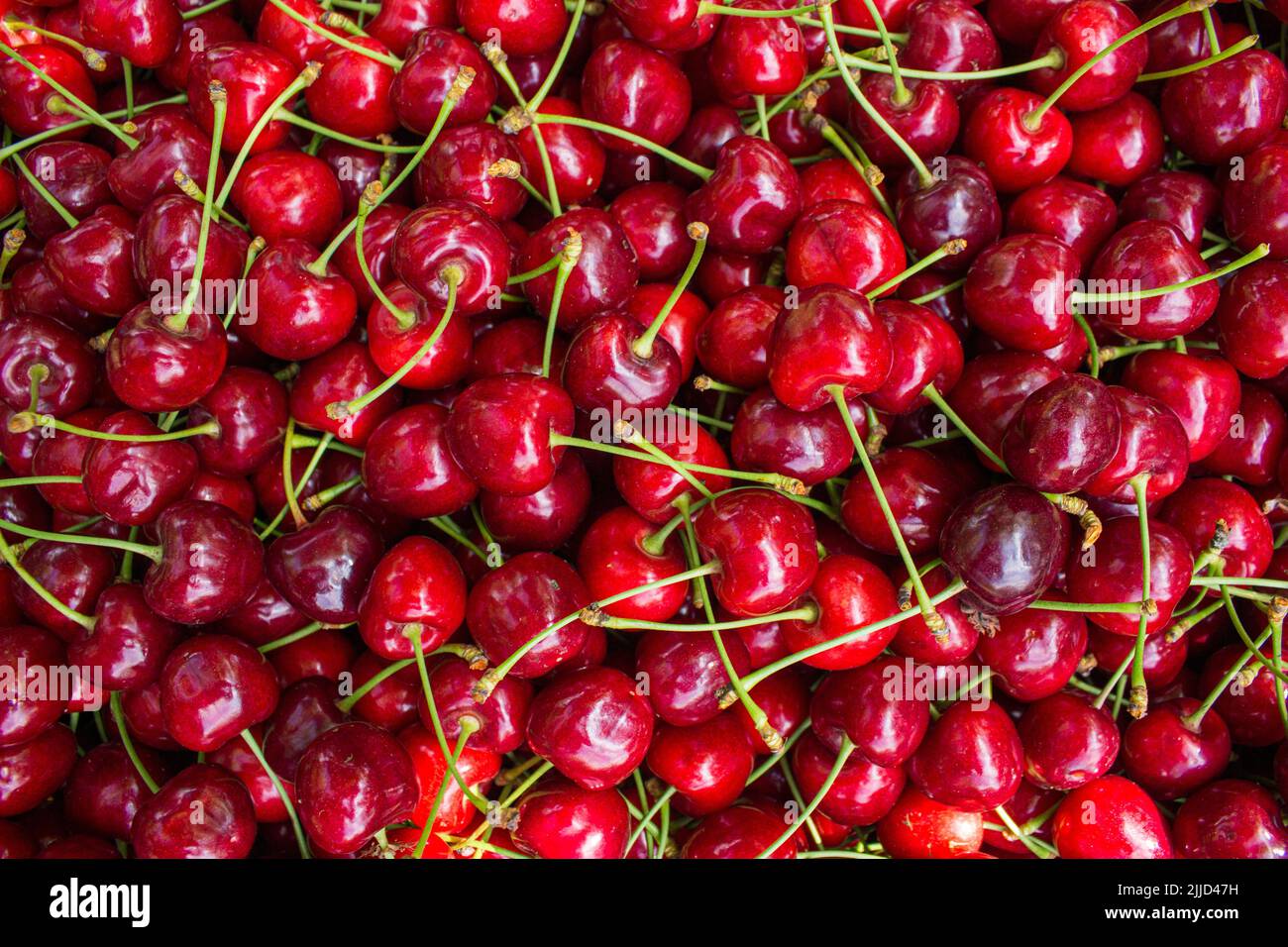 Fond de cerisier. Vue de dessus des cerises mûres. Photo d'arrière-plan de fruit plein format. Banque D'Images