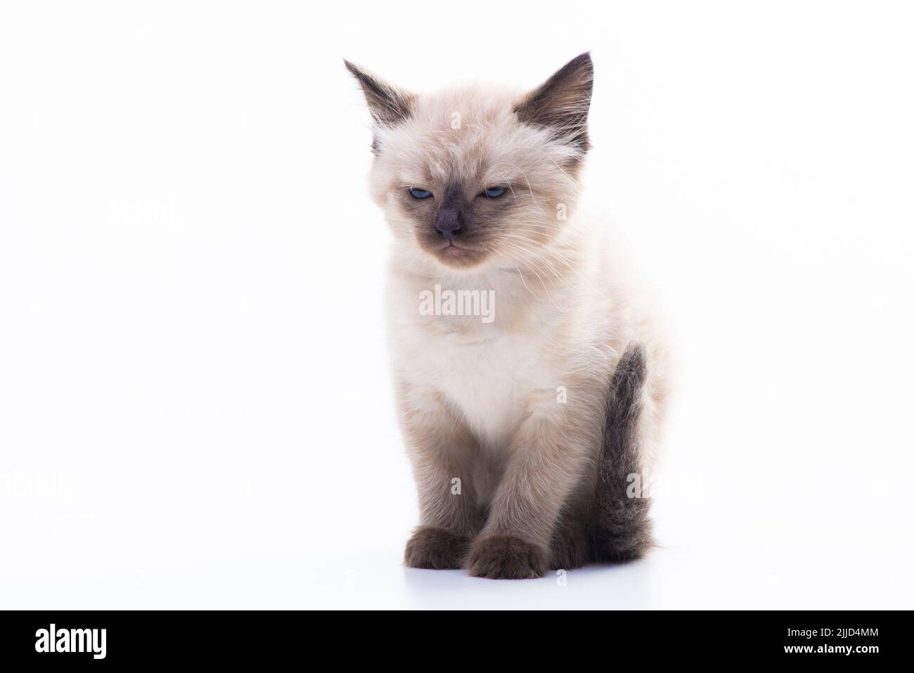 Un petit chaton siamois est assis frowning avec des yeux calés, isolés sur un fond blanc. Photo de haute qualité Banque D'Images