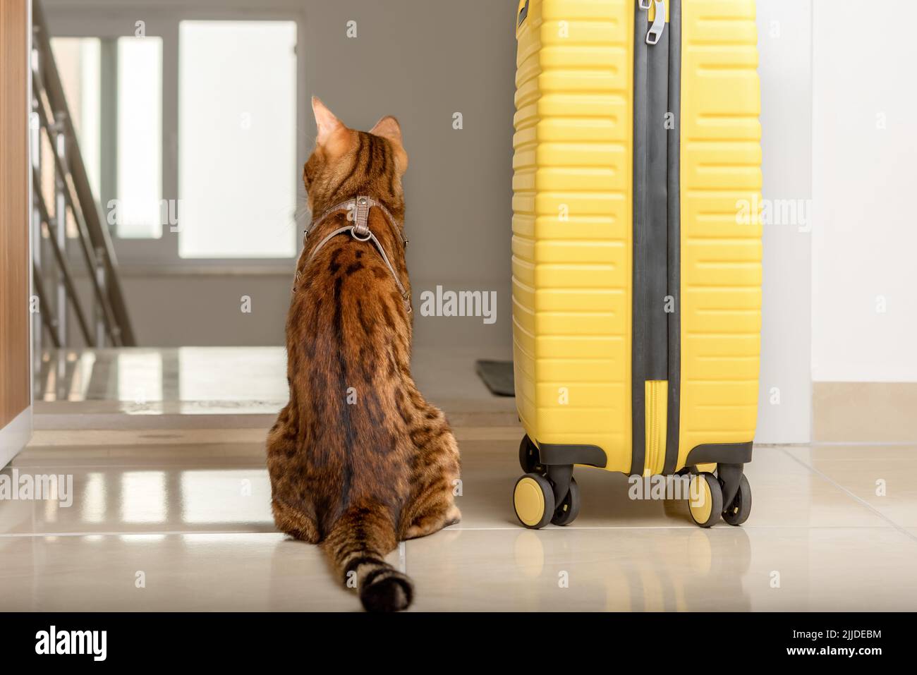 Un chat mignon est assis près de la valise et regarde par la porte ouverte.  Voyager avec des animaux de compagnie Photo Stock - Alamy