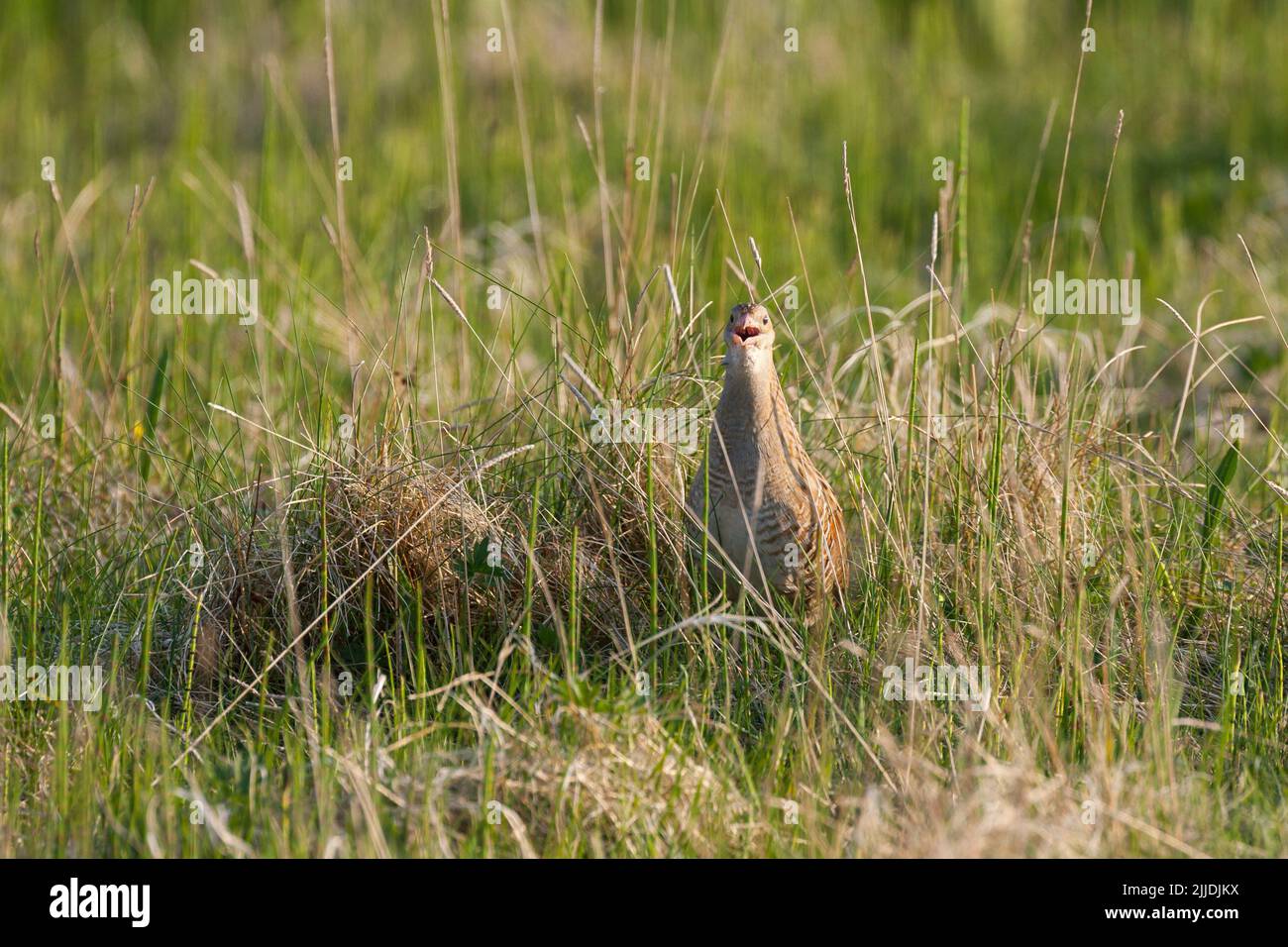 Corncrake Crex Crex Crex, adulte, appel parmi les graminées, North Uist, Hebrides extérieures, Royaume-Uni en mai Banque D'Images