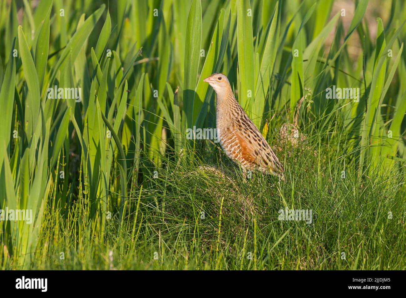 Corncrake Crex Crex Crex, adulte, exposition sur la chaussette de gazon, North Uist, Outer Hebrides, Royaume-Uni en mai Banque D'Images